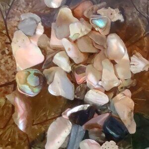 70s Vintage Lucite Deviled Egg Plate With Beach Sand Seashells Star Fish 8.5 in